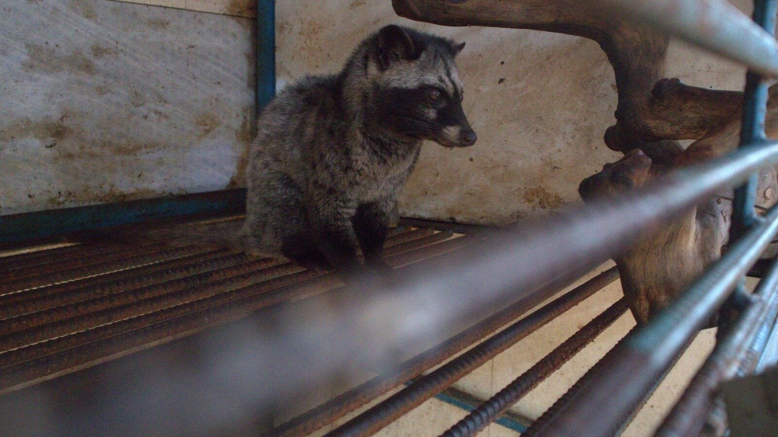 Petition · Ban the sale of civet coffee on Amazon, eBay and Etsy - United  Kingdom · Change.org, image size:1600x900