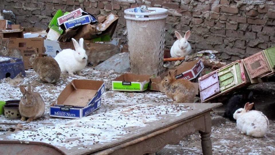 Topic Animal Hoarding Change Org