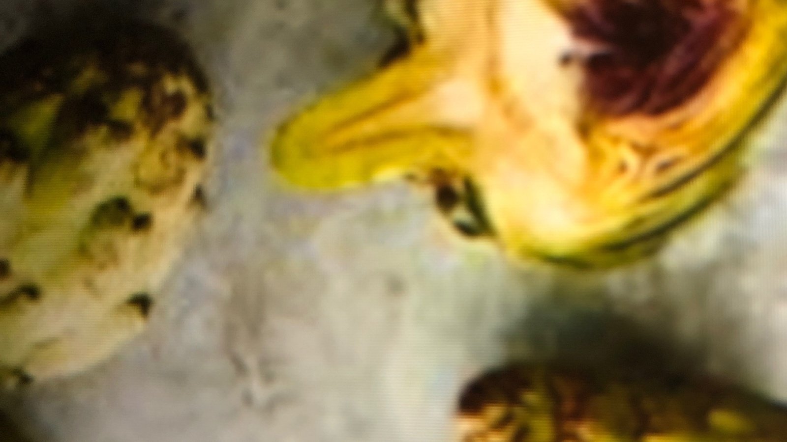 Petition An Artichoke Emoji Change