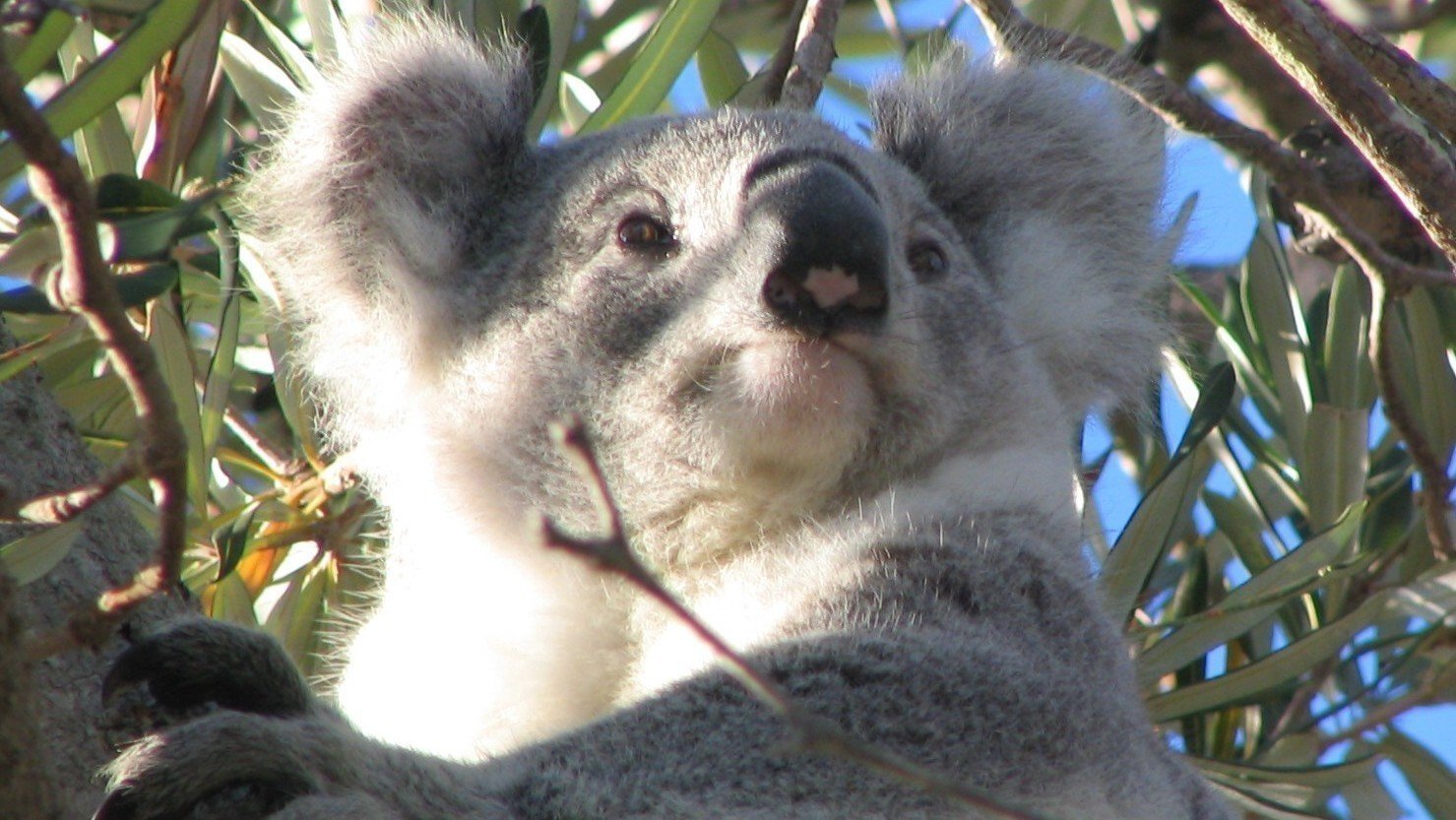petition-suspend-the-nsw-rfs-10-50-rule-pending-proper-assessment