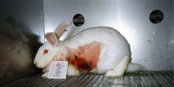 Topic · Animal testing · Change.org