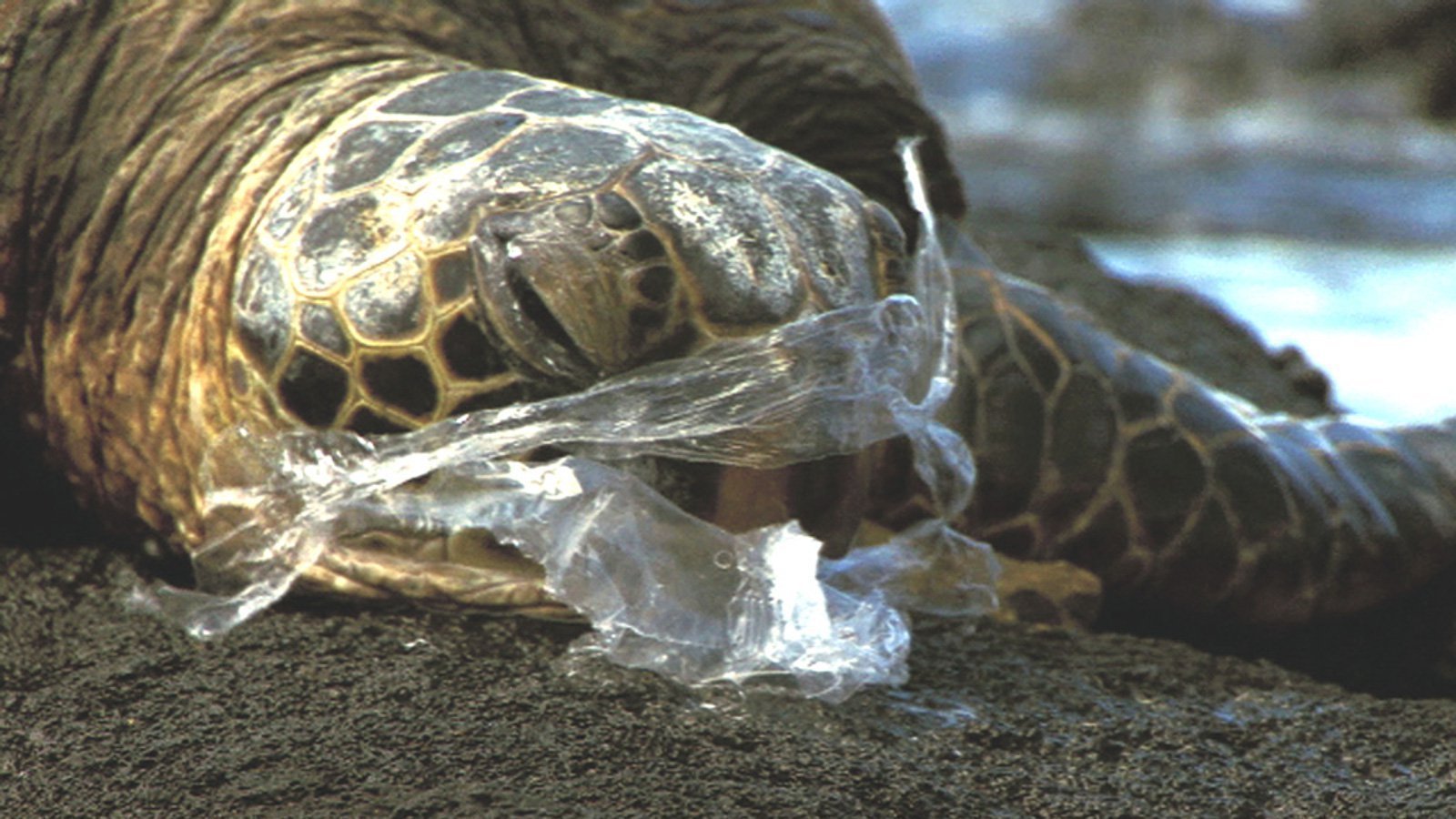 Petition · ASDA Reduce Your Plastic Waste! United Kingdom ·