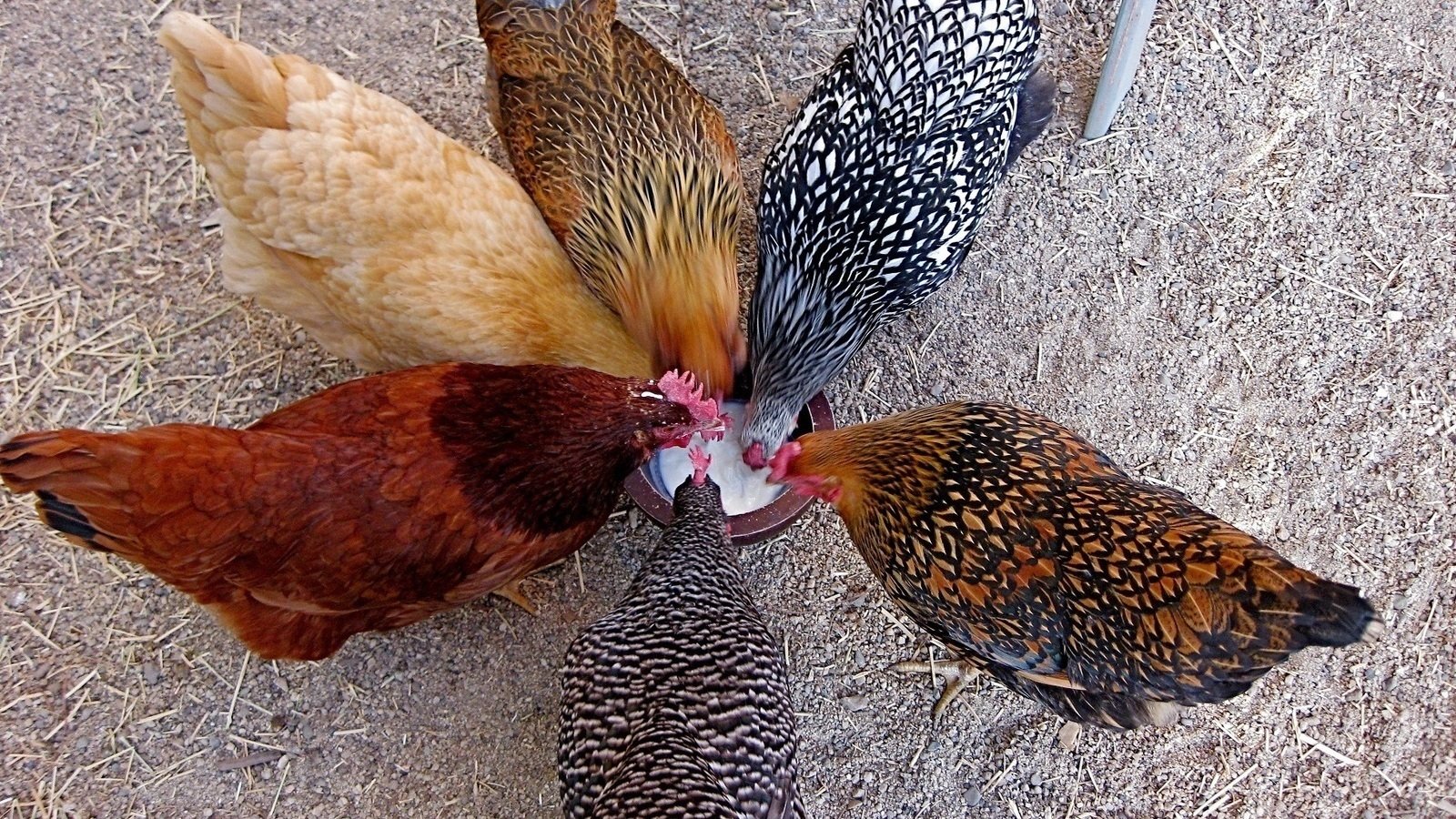 Petition · The Common Council of Noblesville Indiana Legalize chickens within the corporate