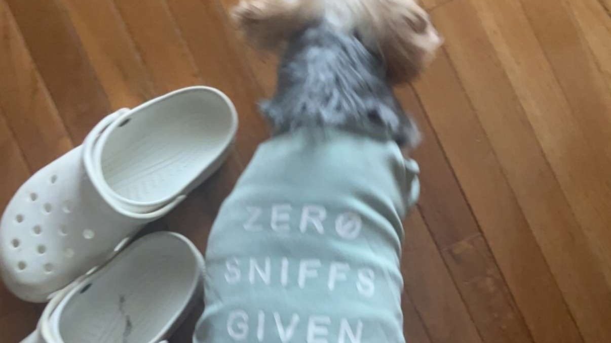 Petition · petition to let tiko back in the living room · Change.org