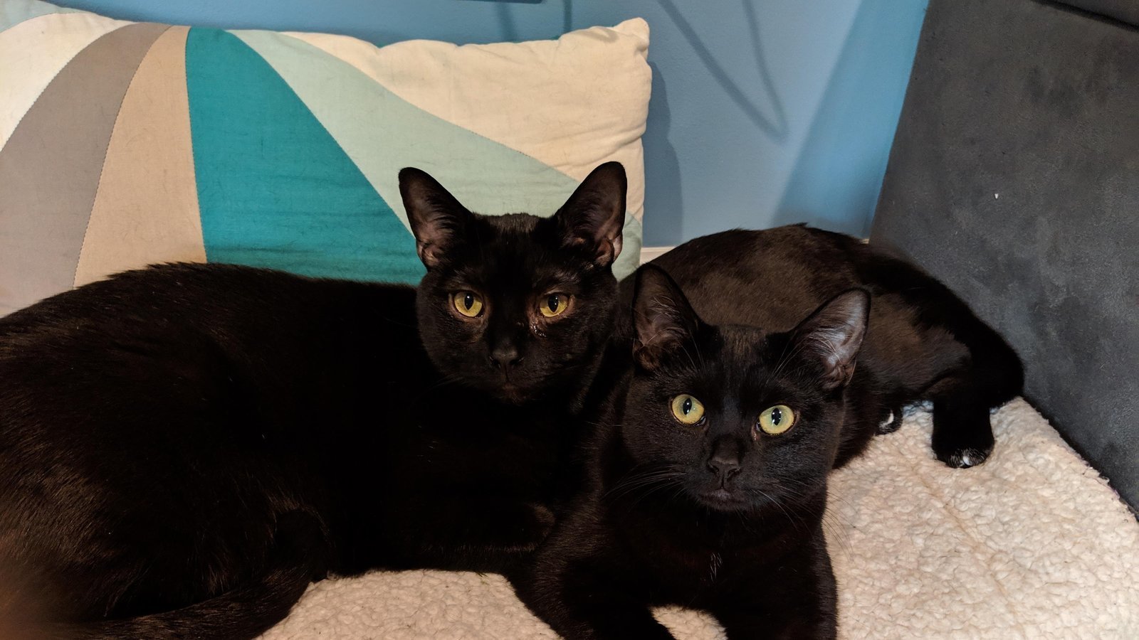 Petition · Stop Free Ads Selling Kittens and Puppies Under 6 Months Old