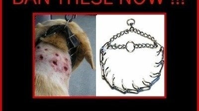 prong collar cruel