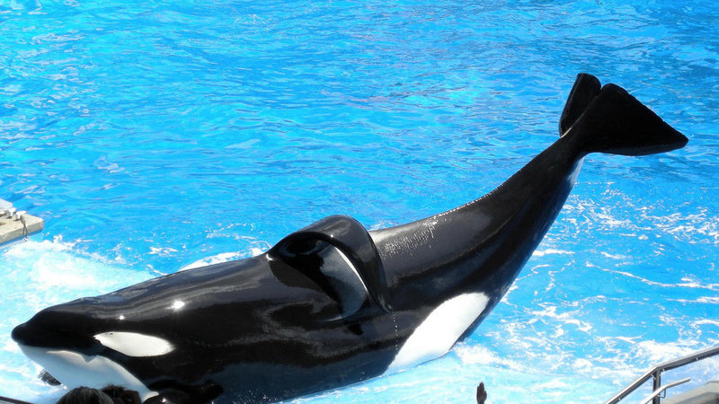 Petition · People for the Ethical Treatment of Animals (PETA): Orcas In
