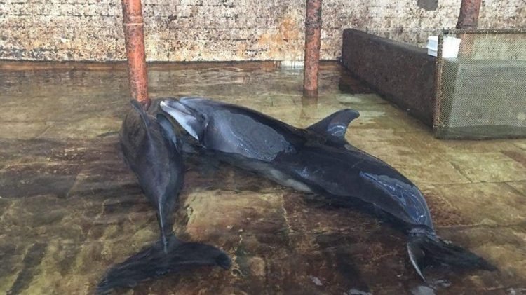 Петиция · Немедленно закрыть Карадагский дельфинарий! Освободить ...