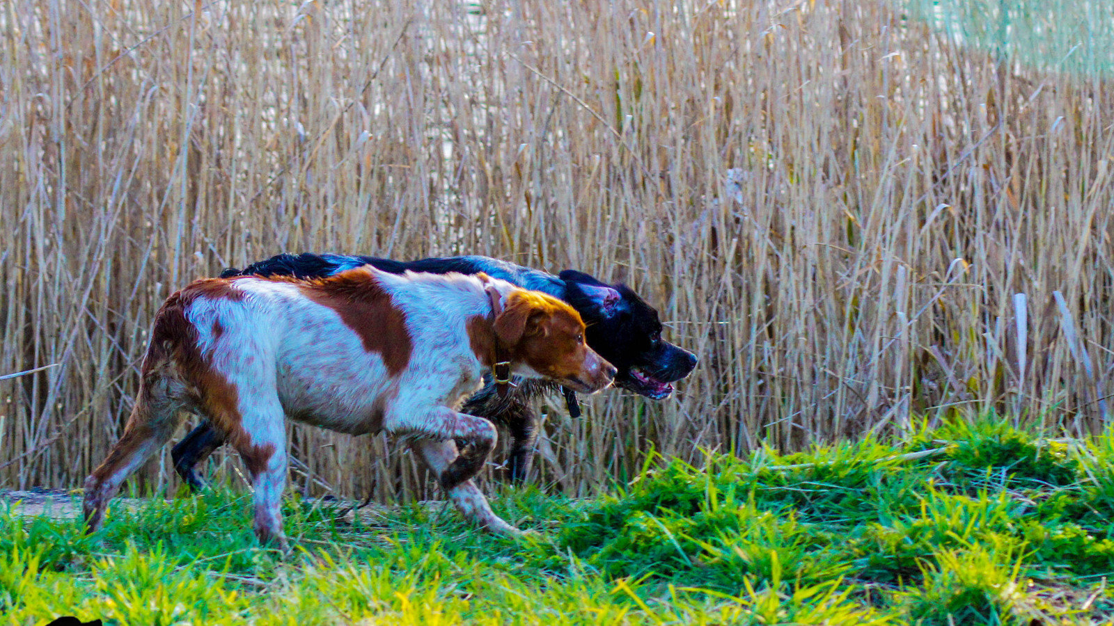 Petition · Allow legally docked dogs to enter Crufts! United Kingdom