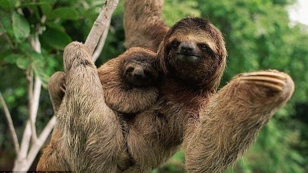 Petition · Help Save the Pygmy Threetoed Sloth! ·