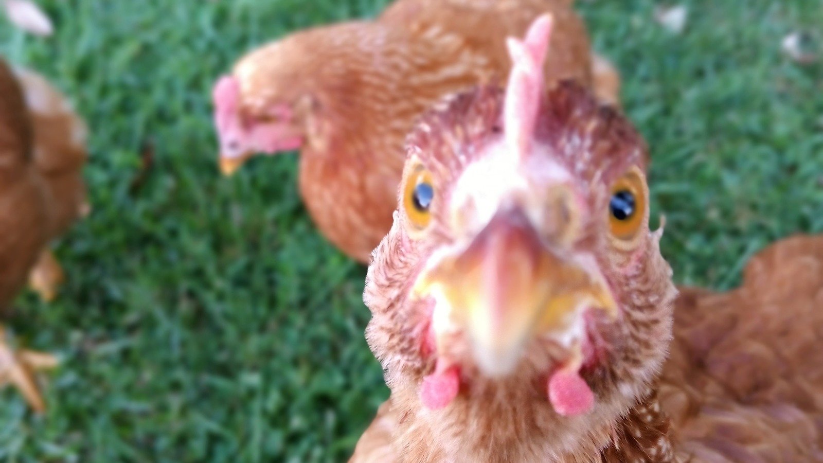 Petition · Change Christiana Borough Chicken Ordinance United States