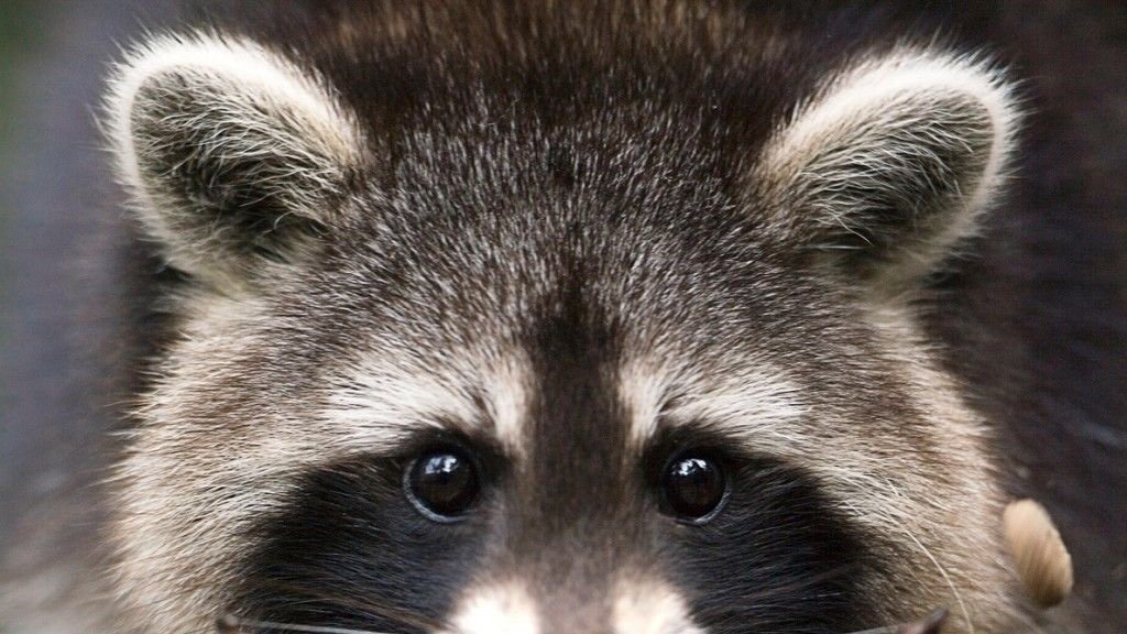 Petition · Make raccoon ownership legal in Texas! - United States