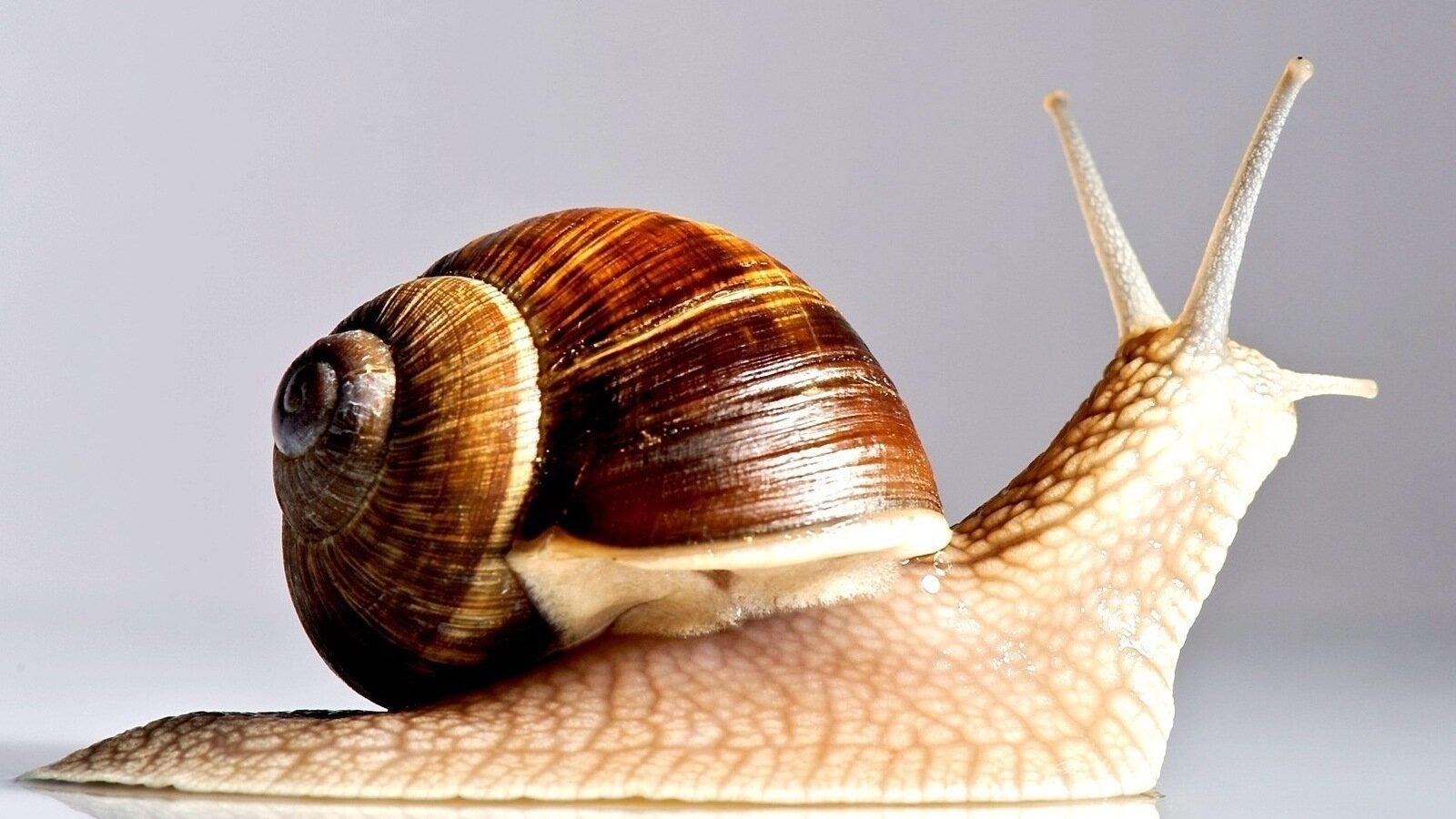Petition · Free the Snails ·