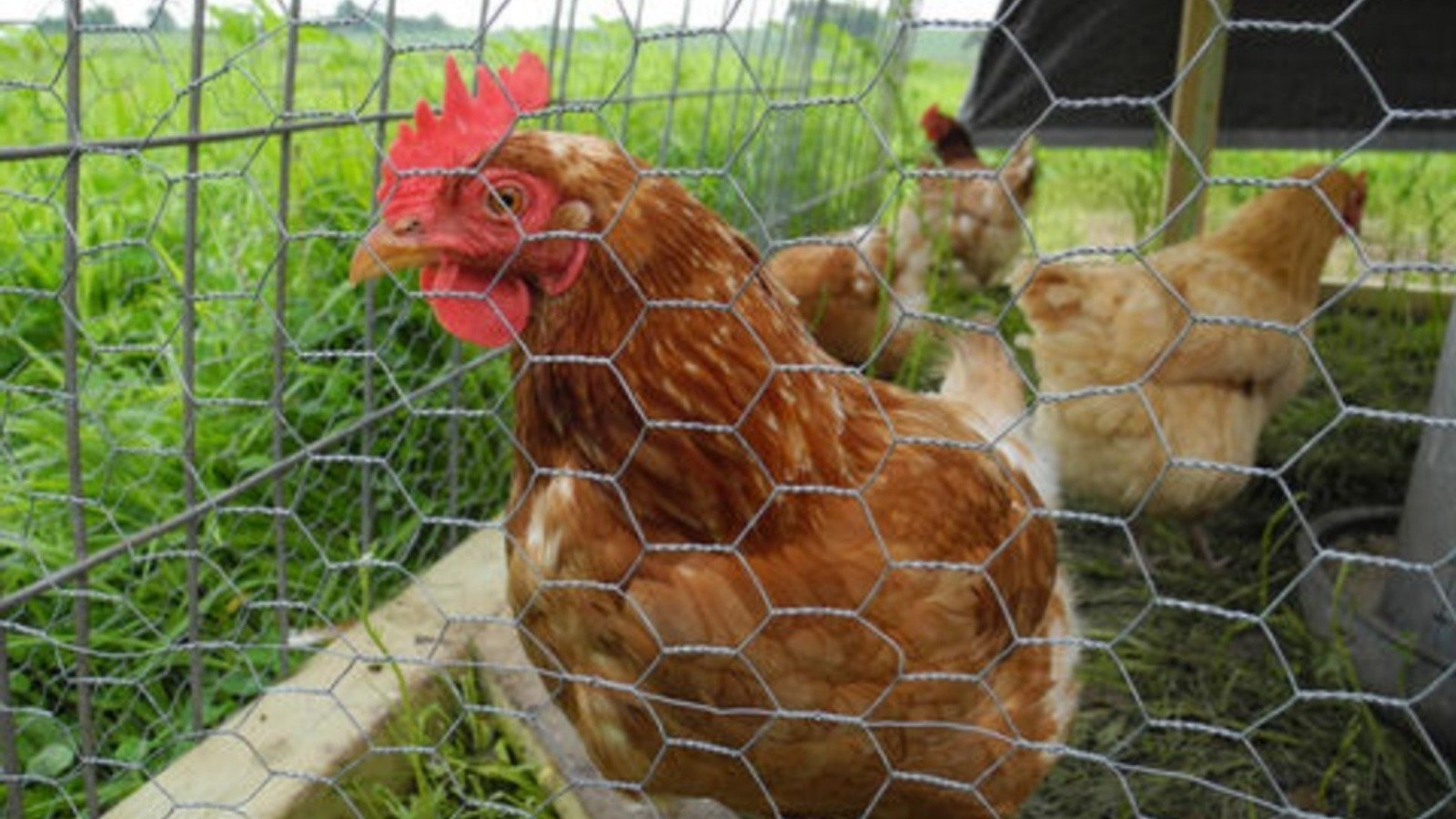 Petition · Backyard Chickens City of Fairview Park Ordinance 505 . 13 Review Fairview Park