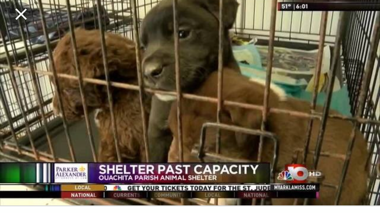 Petition · Prevent animals from being put down due to overpopulation