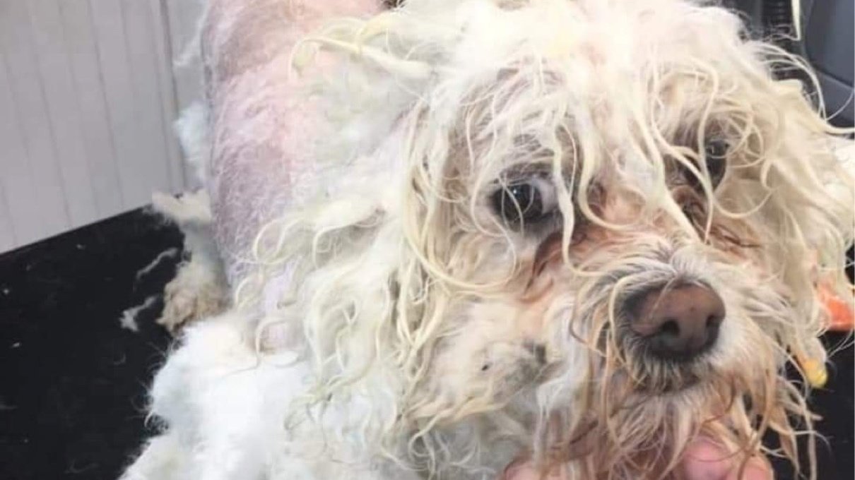 rural king dog grooming