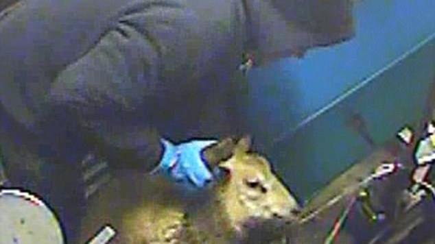 Petition · Ban all halal slaughterhouses in the UK - United Kingdom · Change.org