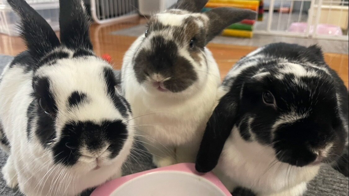 Petition · Allow rabbits to travel in the main cabin on domestic ...