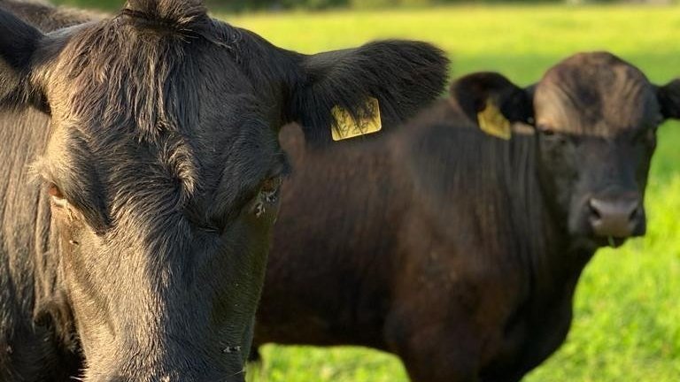 Petition · Artgerechter Umgang mit Tieren = \