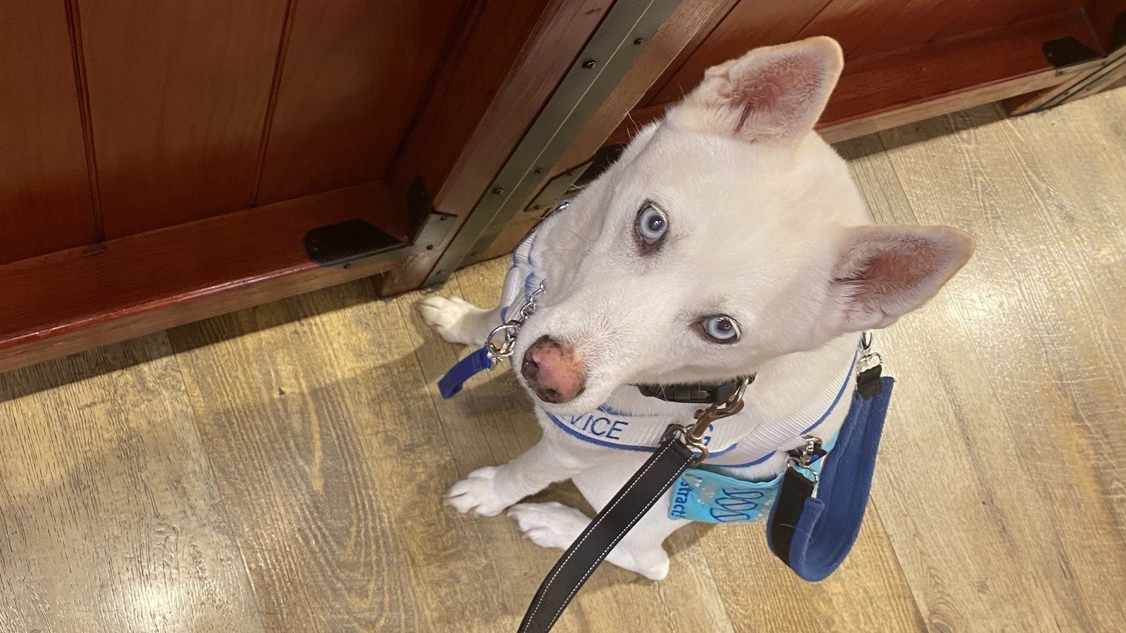 Petition · Allow service dogs at Carnegie Vanguard High School United