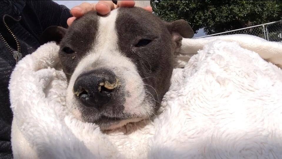 Petition · Treat their dogs humanely, repair the kennels, vet the sick