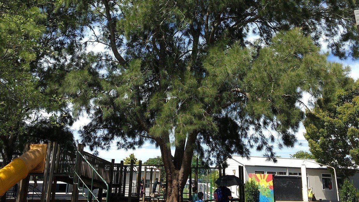 Petition · Duncan Millward and the Board of Trustees cut all the trees ...