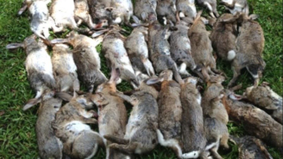 Petition · stop poisoning/ baiting rabbits with Pindone ·