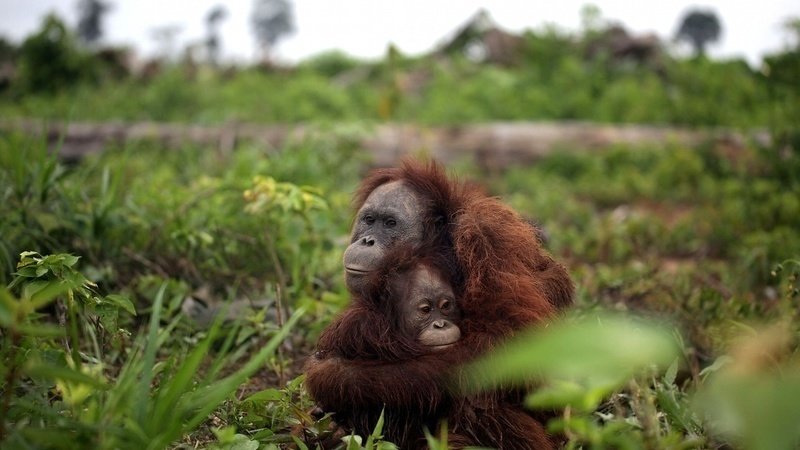 Habitat orangutan terus berkurang
