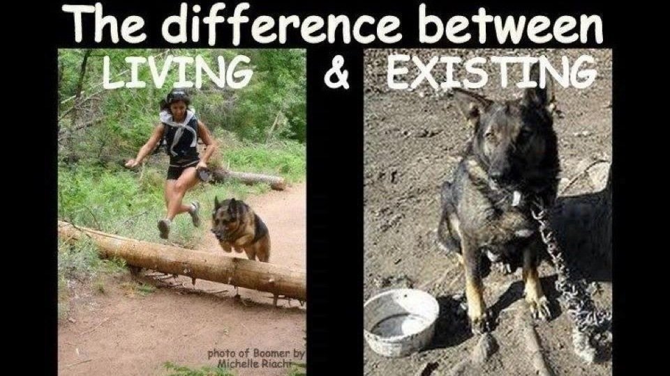 Petition · Ban chaining dogs outside in Gordon county Ga United