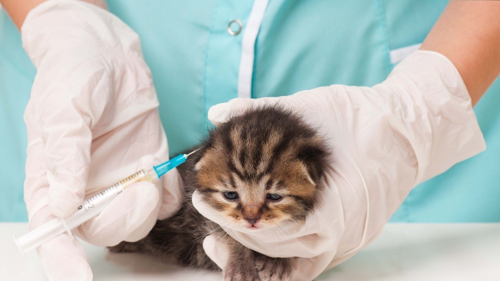 Прививка котенку. Вакцинация кошек. Шприц для кошек. Вакцинация животных от бешенства. Первая вакцинация котенка.