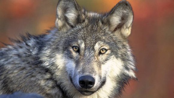 Petition · Save Wolves From going Extinct - United States · Change.org
