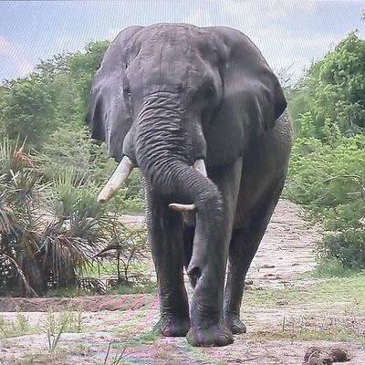 ChangeOrg profile picture for @Elephant
