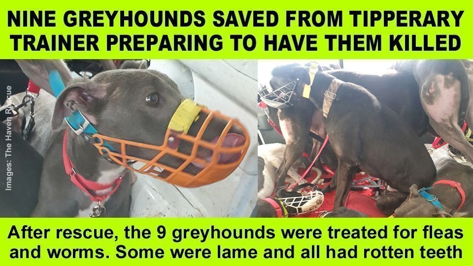 dog rescue tipperary