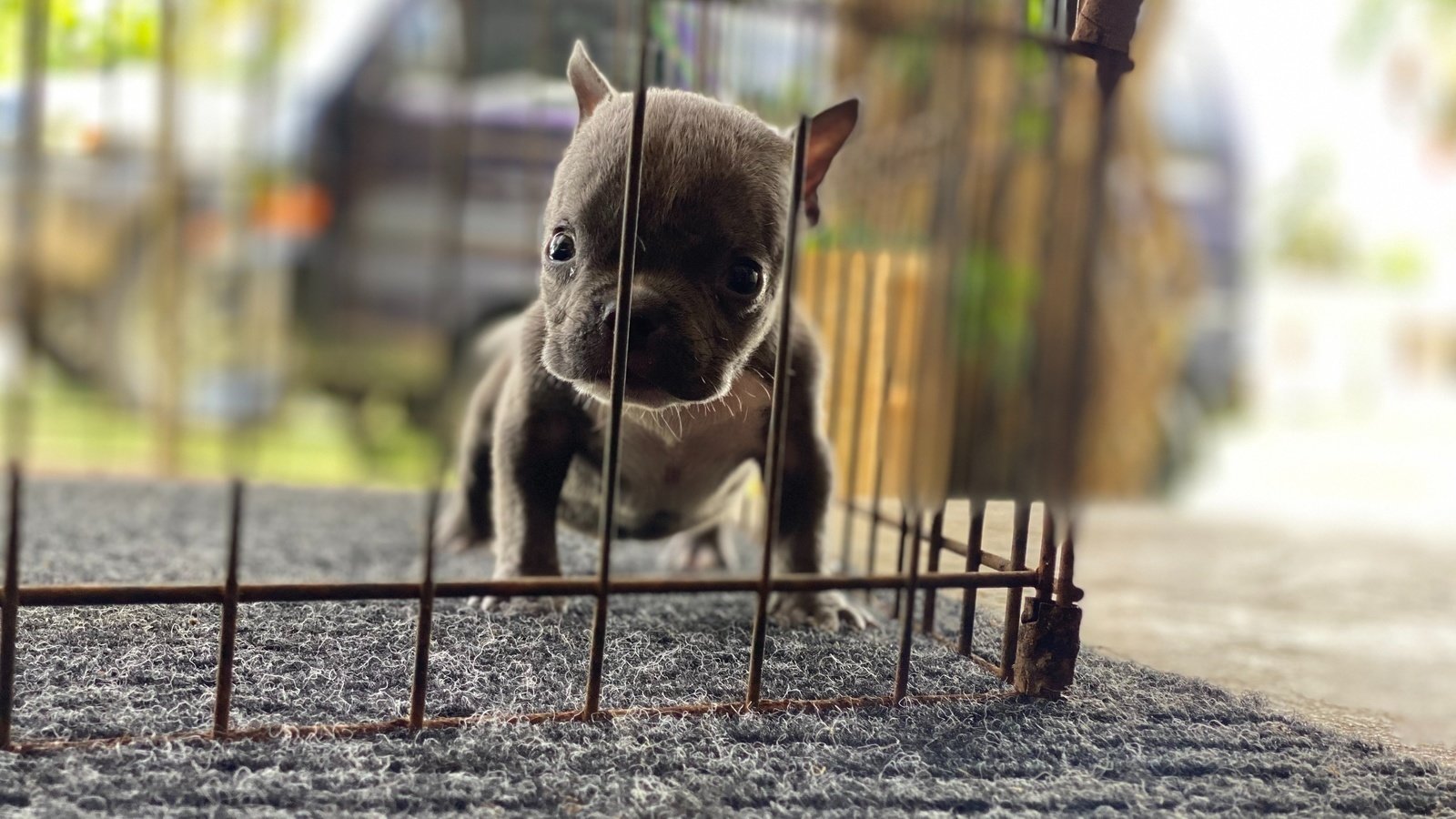 Petition · With the amount of animal lovers/owners on Guam there is a