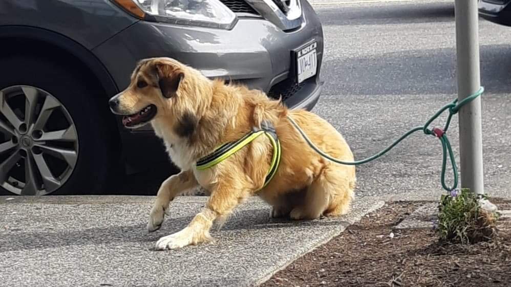 Petition · End Housing Discrimination for Pet Owners in British