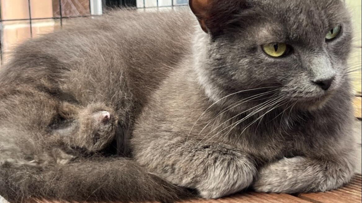 Small Creature Rescues Petition · **Petition for Fair Funding for Small Non-Profit Animal ...