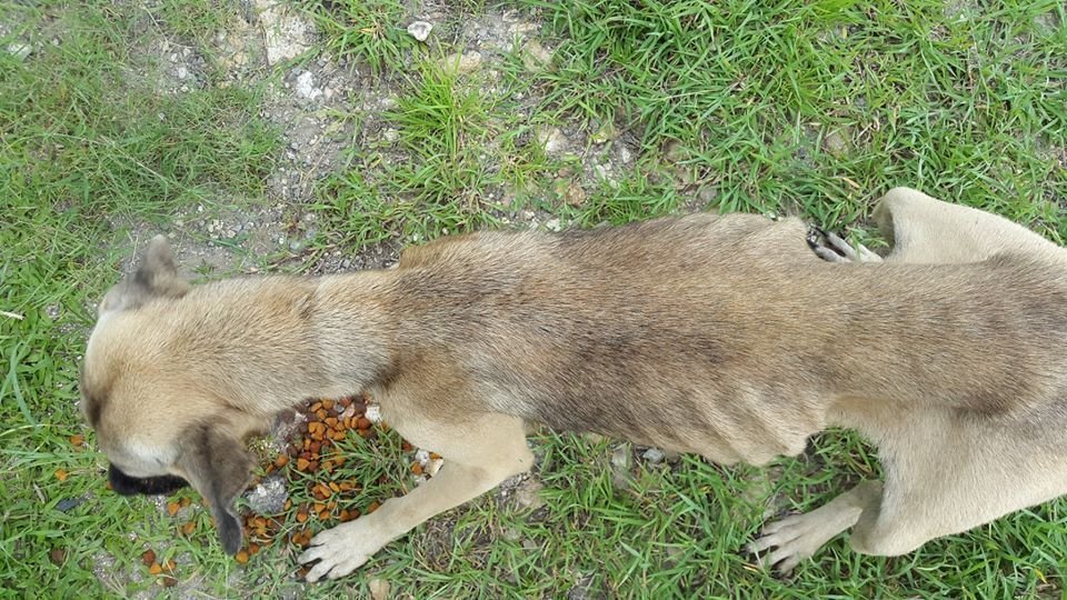 Petition · Make Dog Control and Registration Authority a Functional