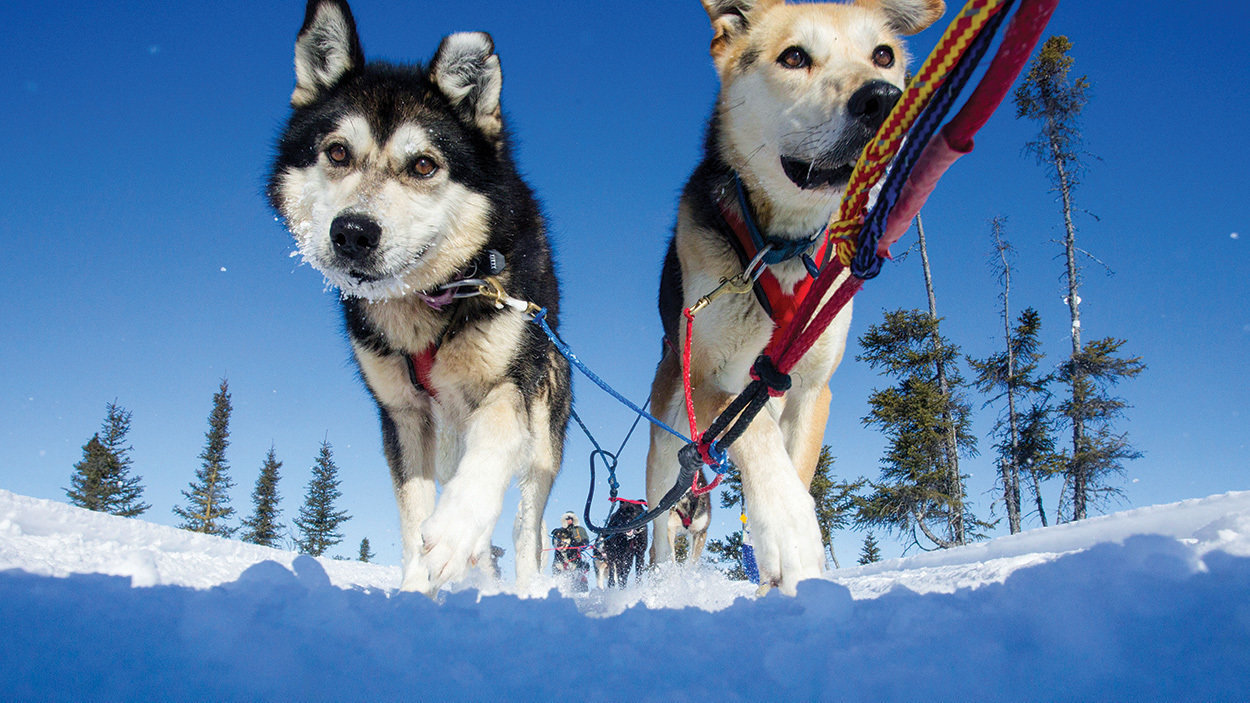 Petition · Stop Sled Dog Abuse Worldwide! / change2017 Canada