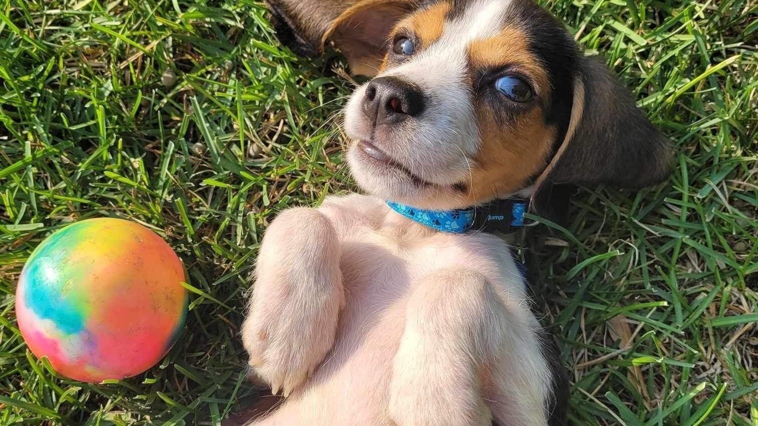 petition-stop-regulate-backyard-breeders-canada-change