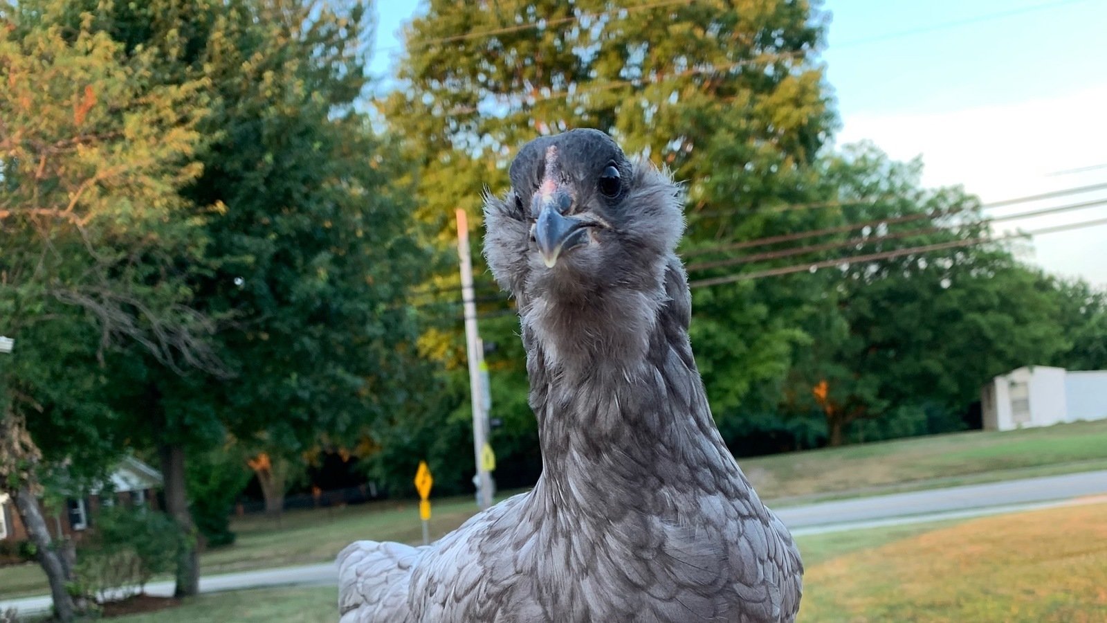 Petition · Allow Backyard Chickens in towns that don’t allow them