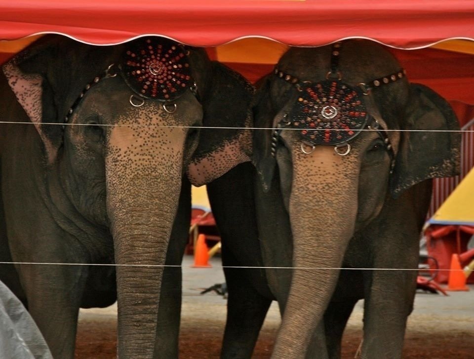 Petition · Tarzan Zerbini Circus and Two Tails Ranch: Retire aging