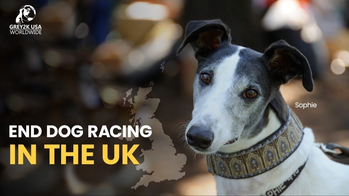Petition · Sign petition to end the cruelty and killing of dog racing ...