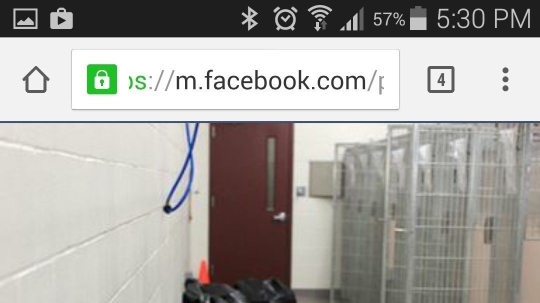 Petition · Stop backyard Breeding. mandatory laws put in place for dog