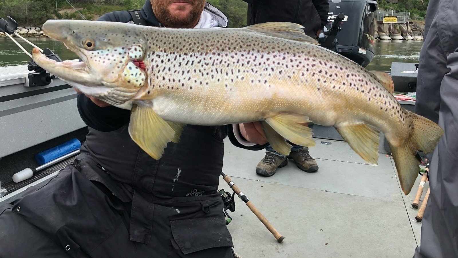 Petition · Return Catch and Release season on the Snake River below