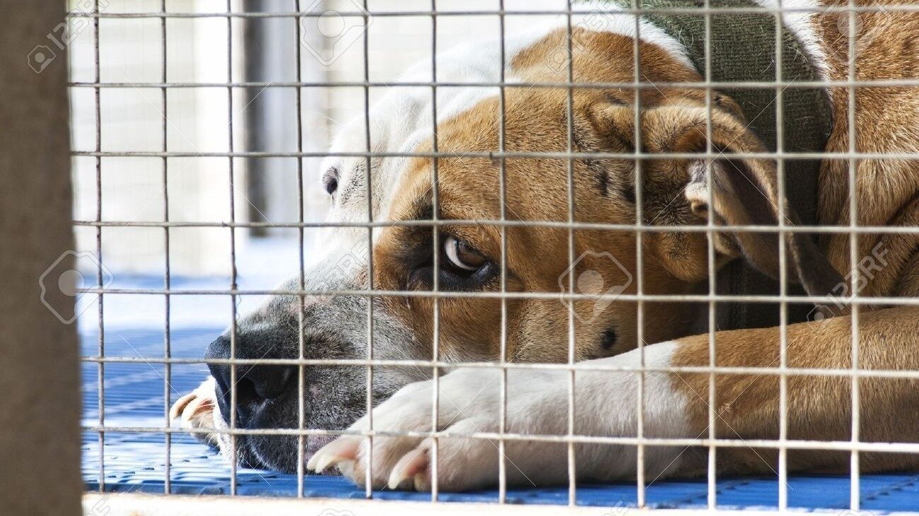 Petition · Support Microchipping Dogs and Cats in St. Louis County