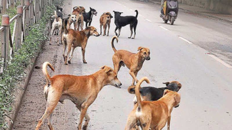 petition-save-street-dogs-india-change