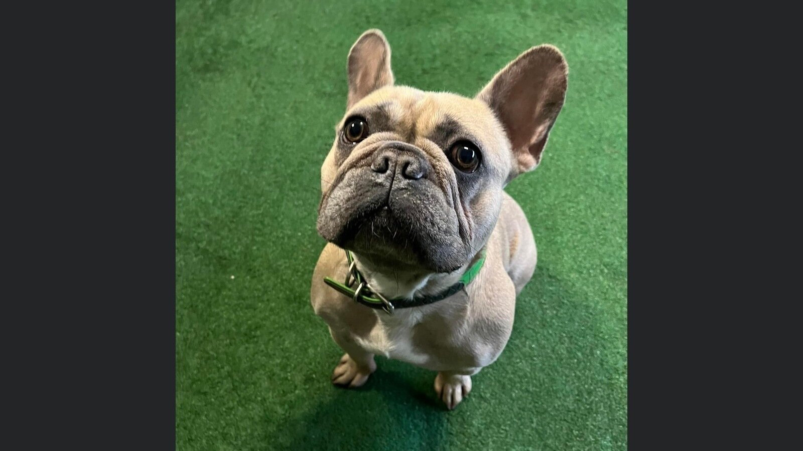 Petition · Mandate PetFriendly Facilities on UK and Republic of