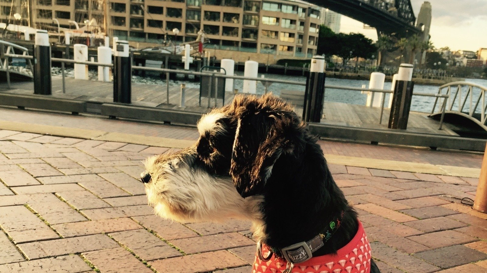 Petition · Allow Dogs on public transport. Australia ·