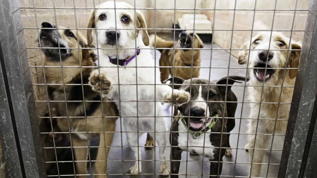 how to get a dog breeding licence