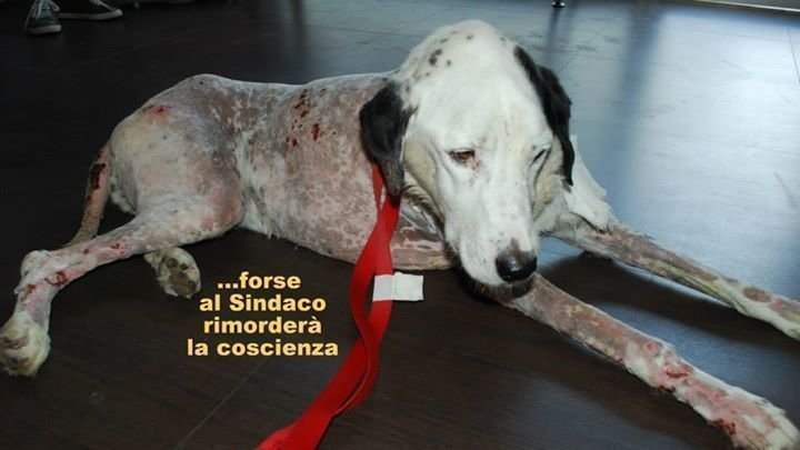 Luca D Andrea L Animale Più Pericoloso